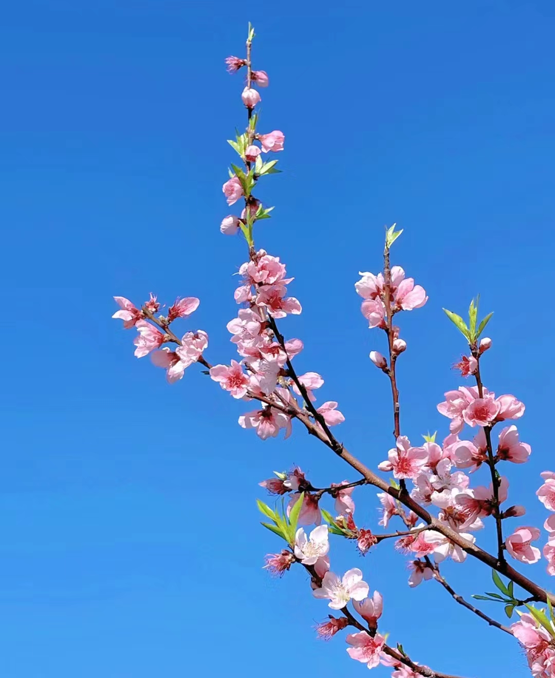 【御业作品】大英县第五届桃花美食春游季 · 活动现场 